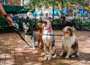 These Dogs Are A “Walk In The Park” To Own