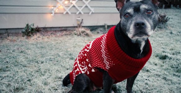 The Best Not-So-Ugly Holiday Sweaters