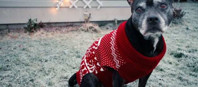 The Best Not-So-Ugly Holiday Sweaters