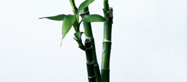 Benefits Of Indoor Bamboo Plants