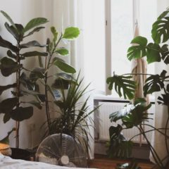 Perfect Plants For Bedroom