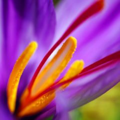 The Delicate And Enriched History Of Saffron
