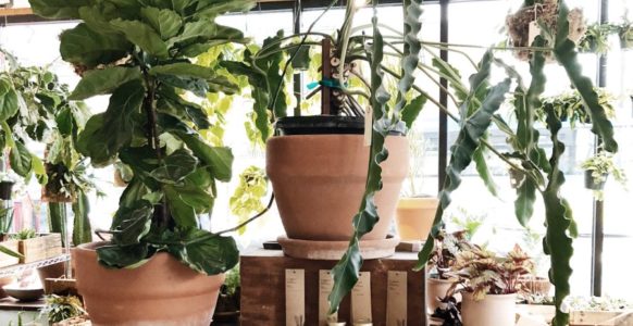 Add A Touch Of Color To Your Home With These Pet-Friendly Houseplants