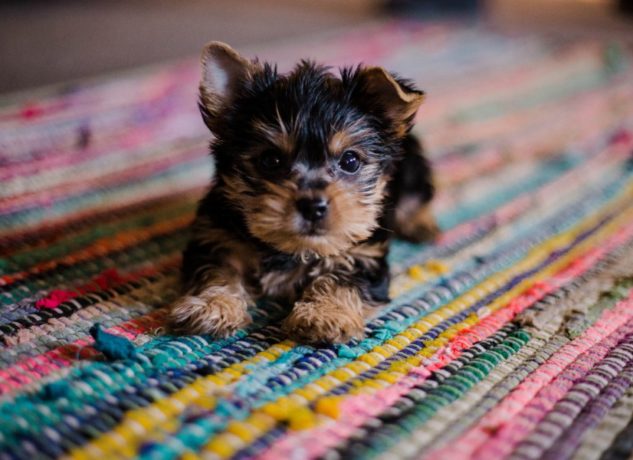 Celebrate National Puppy Day With These Fun Puppy Facts