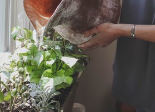 Plant Lovers Unite! Here’s How You Should Be Taking Care Of Your Plants