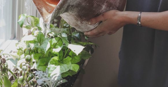 Plant Lovers Unite! Here's How You Should Be Taking Care Of Your Plants