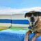 6 Hacks You Need to Know if You Are Traveling with Your Pet