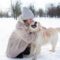 How to Keep Your Pet Happy and Stimulated During the Winter Months?