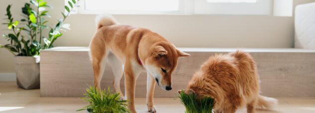 How Plant-Based Diets Are Shaping the Future of Pet Food?