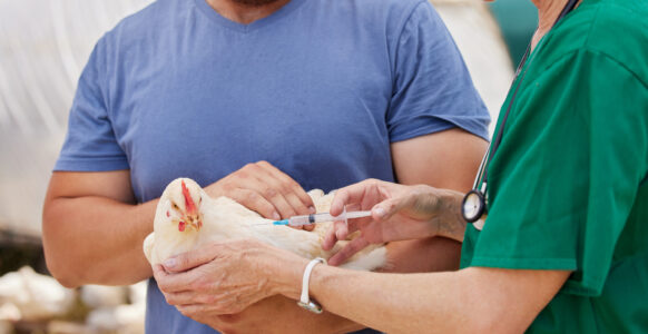 a hen receiving an injection from a vet