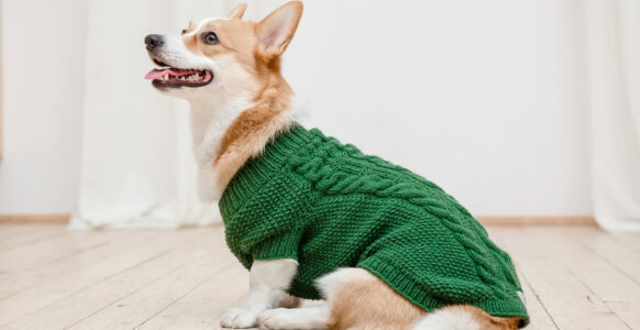 Sweater Weather Isn’t for Every Dog - Here’s How to Tell