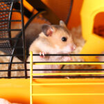 How to Choose the Perfect Cage for Your Dwarf Hamster?