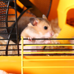 How to Choose the Perfect Cage for Your Dwarf Hamster?