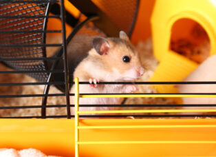 How to Choose the Perfect Cage for Your Dwarf Hamster?