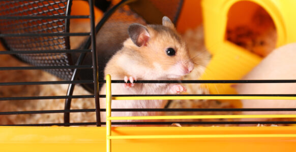 How to Choose the Perfect Cage for Your Dwarf Hamster?