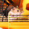 How to Choose the Perfect Cage for Your Dwarf Hamster?