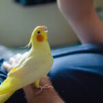 7 Adorable Low-Maintenance Pets for Busy People