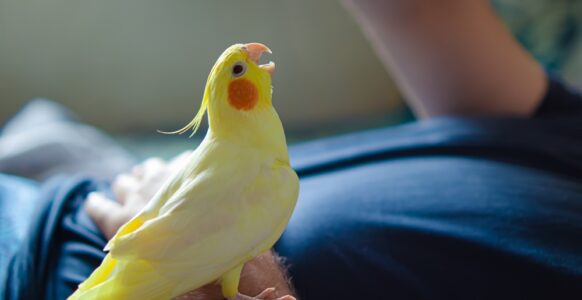 7 Adorable Low-Maintenance Pets for Busy People