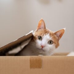 5 Hidden Dangers That Can Silently Threaten Your Cat’s Life