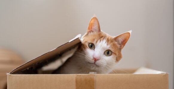 5 Hidden Dangers That Can Silently Threaten Your Cat’s Life