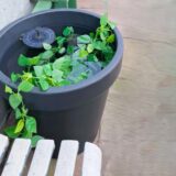 How to Build a DIY Self-Watering Planter Box?