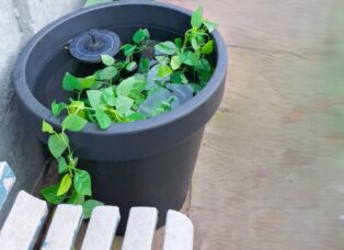 How to Build a DIY Self-Watering Planter Box?