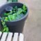 How to Build a DIY Self-Watering Planter Box?